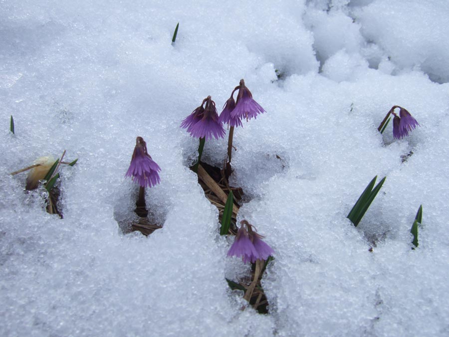 immagini/galleria natura/soldanella alpina 060 - Rifugio Costapiana - Valle di Cadore